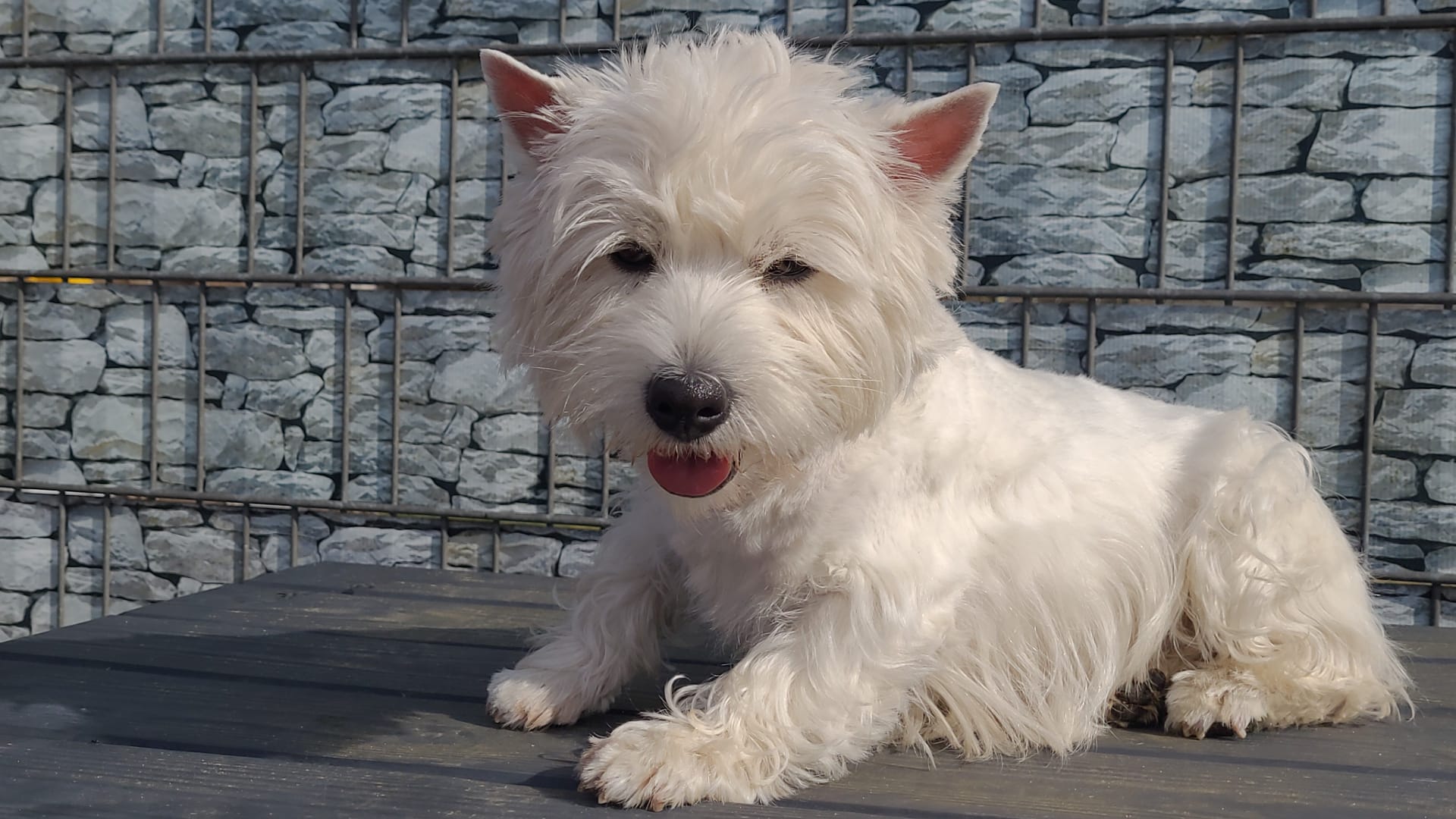 West Highland White Terrier, Westie - Spilla Per Esposizione Canina - Foto 8