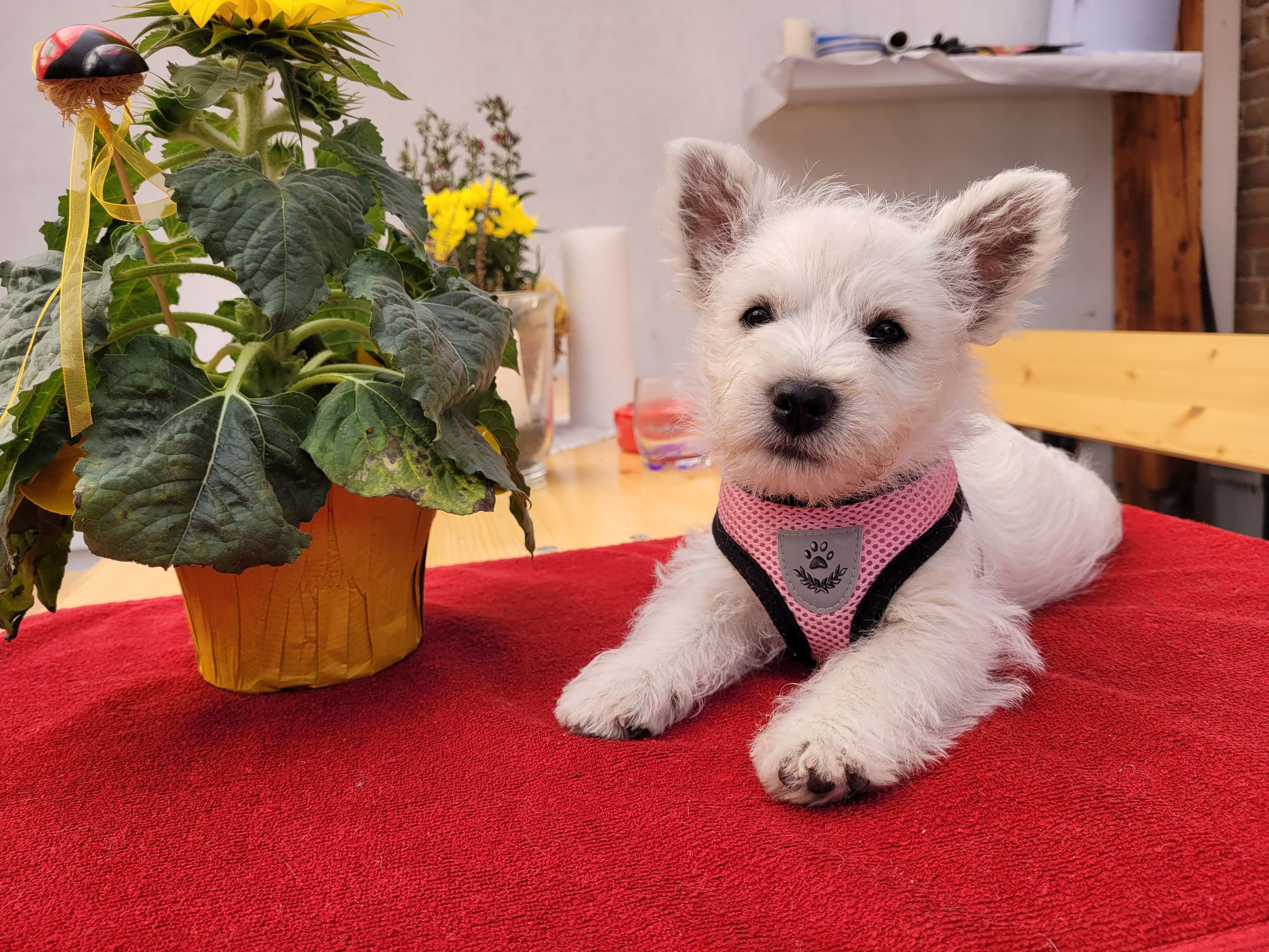 Hundezucht, West Highland White Terrier,Westi Welpen ,gute Züchter