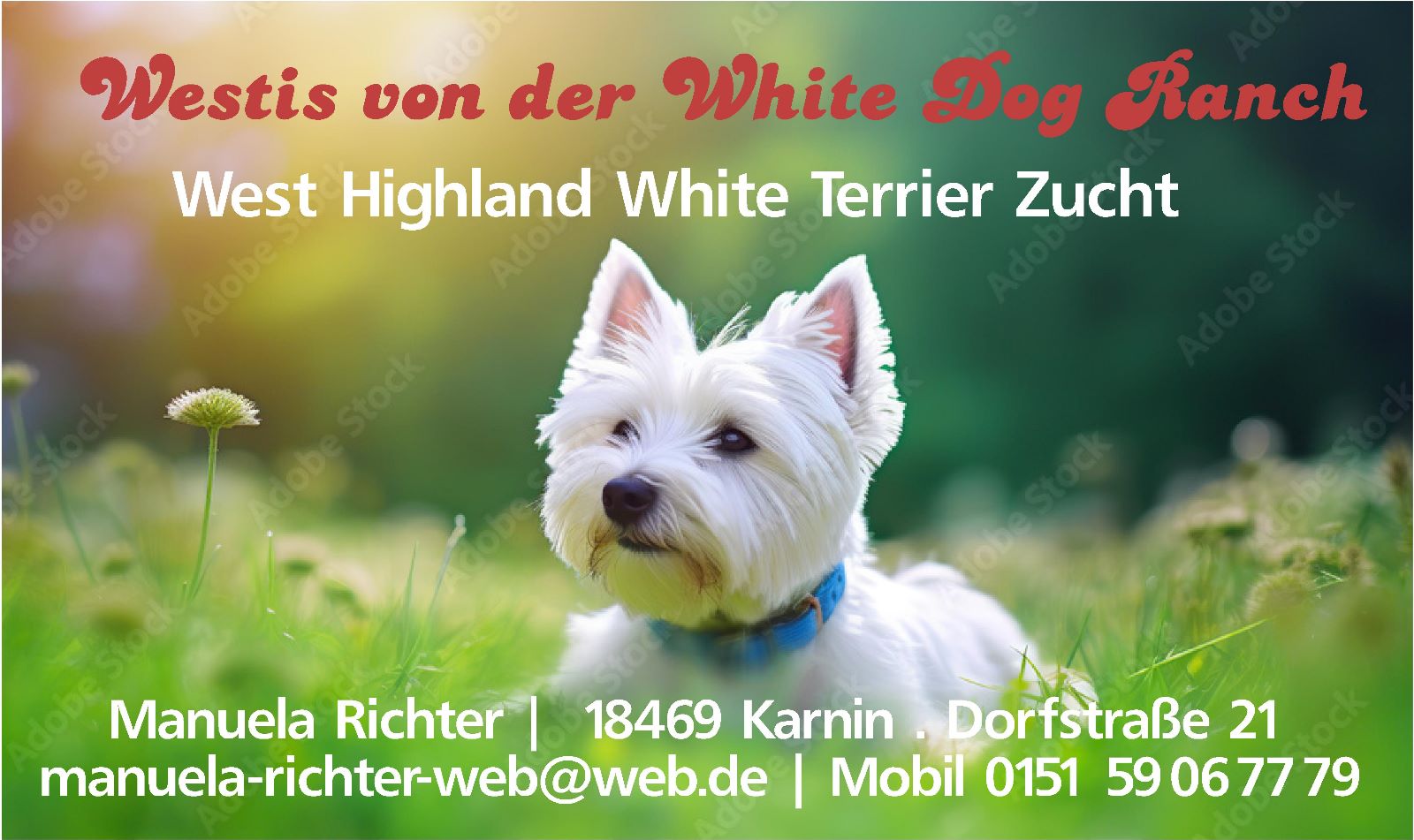 Hundezucht, West Highland White Terrier,Westi Welpen ,gute Züchter